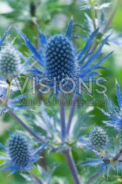 Eryngium Magical Blue Lagoon