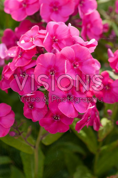 Phlox paniculata Younique® Old Cerise Phlox paniculata Younique® Old Cerise