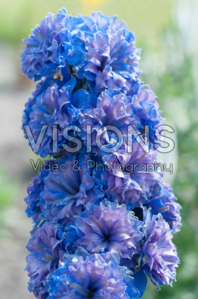 Delphinium Highlander® Blueberry Pie Delphinium Highlander® Blueberry Pie