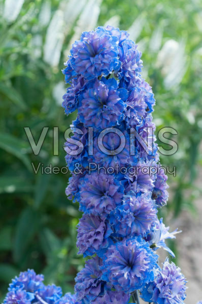 Delphinium Highlander® Blueberry Pie Delphinium Highlander® Blueberry Pie