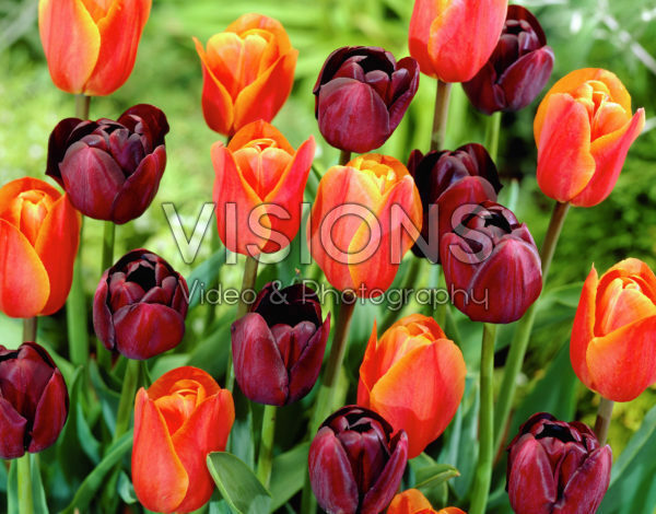 Tulipa King's Orange, Queen of Night Tulipa King's Orange, Queen of Night