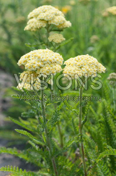 Achillea Peachy Seduction Achillea Peachy Seduction