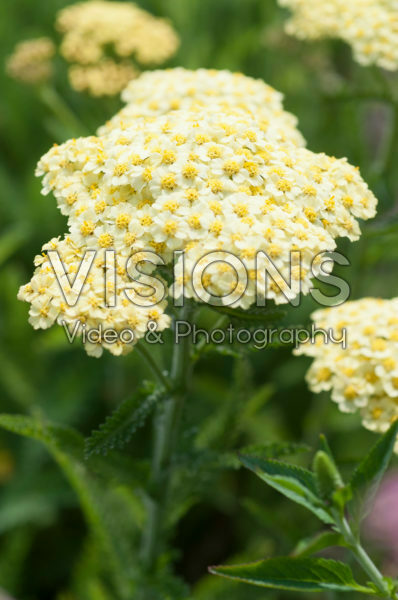 Achillea Peachy Seduction Achillea Peachy Seduction
