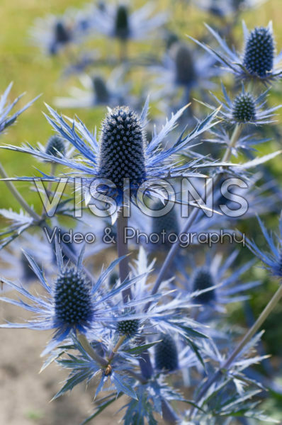 Eryngium Hybrid Compact BXC01 Eryngium Hybrid Compact BXC01