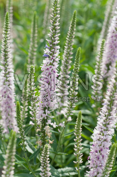 Veronica Pink Moody Blues