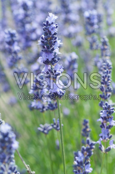 Lavandula 911 Lavandula 911
