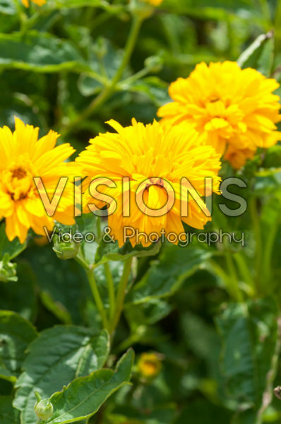 Coreopsis 874 Coreopsis 874