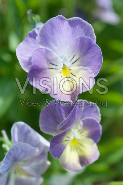 Viola 873 Viola 873
