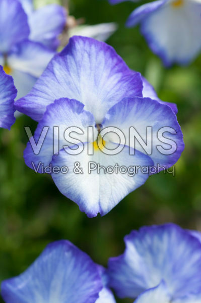Viola 866 Viola 866