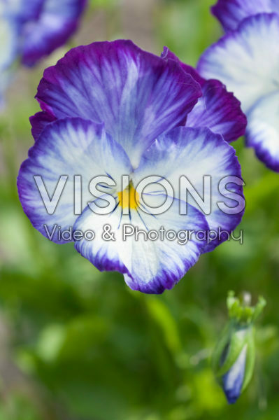 Viola 864