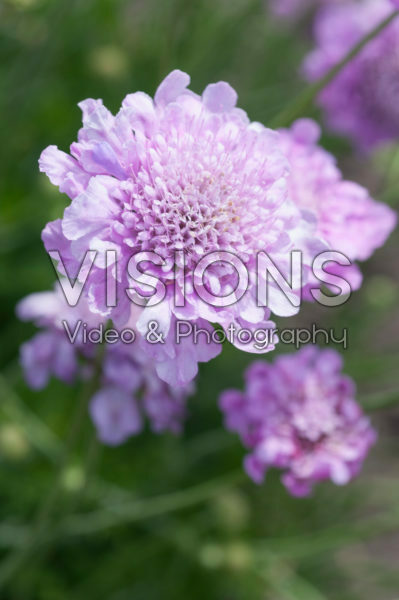 Scabiosa 766