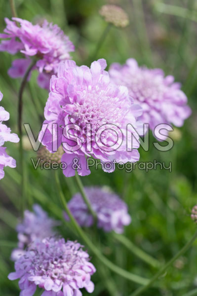 Scabiosa 766 Scabiosa 766