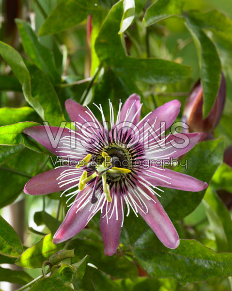 Passiflora caerulea x racemosa Passiflora caerulea x racemosa