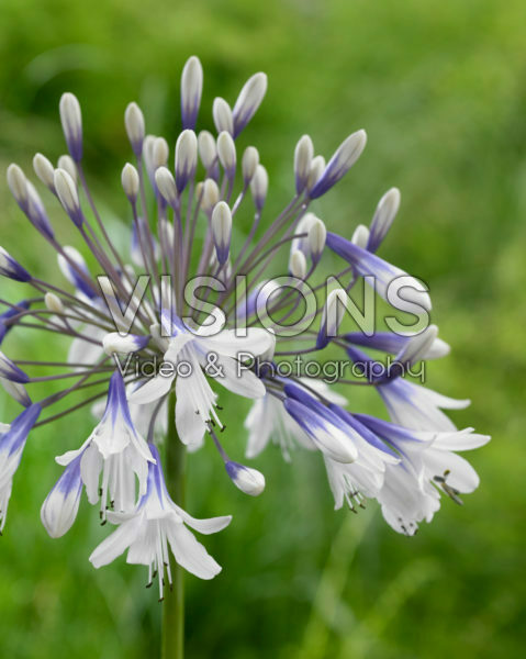Agapanthus Twister Agapanthus Twister