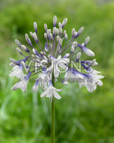 Agapanthus Twister Agapanthus Twister