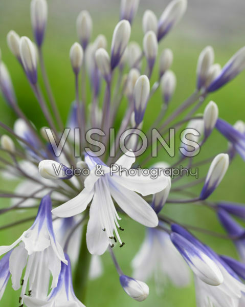 Agapanthus Twister Agapanthus Twister