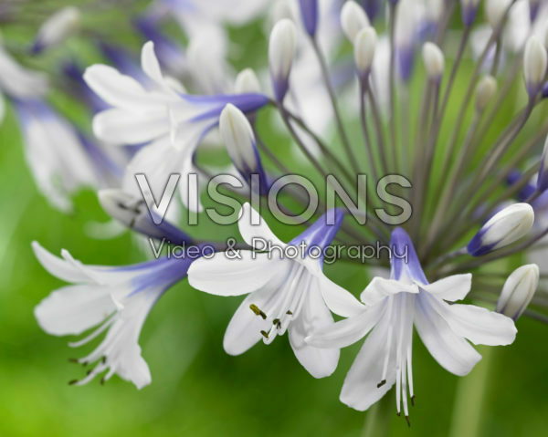 Agapanthus Twister Agapanthus Twister
