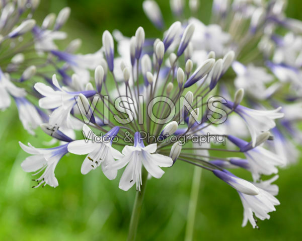 Agapanthus Twister Agapanthus Twister