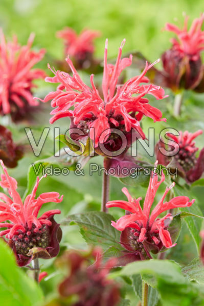 Monarda didyma Pocahontas Red Monarda didyma Pocahontas Red
