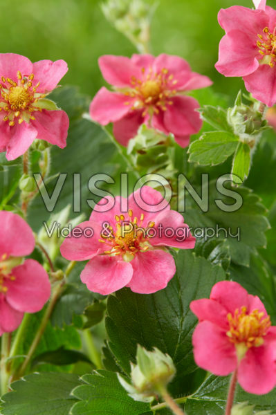 Fragaria x ananassa Red Ruby Fragaria x ananassa Red Ruby