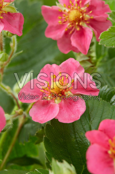 Fragaria x ananassa Red Ruby