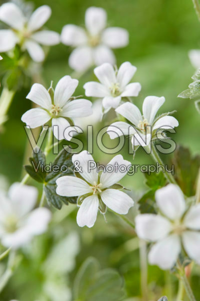 Geranium Sanne Geranium Sanne