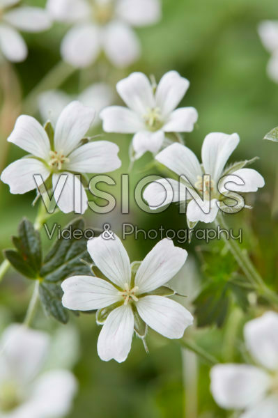 Geranium Sanne Geranium Sanne