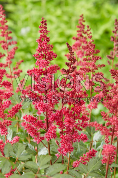 Astilbe Fanal