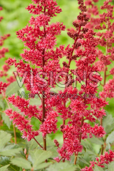 Astilbe Fanal