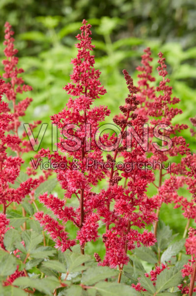 Astilbe Fanal Astilbe Fanal