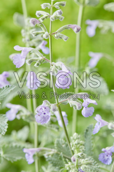 Nepeta Walker's Low Nepeta Walker's Low