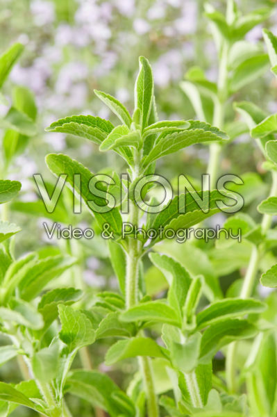 Stevia rebaudiana Stevia rebaudiana