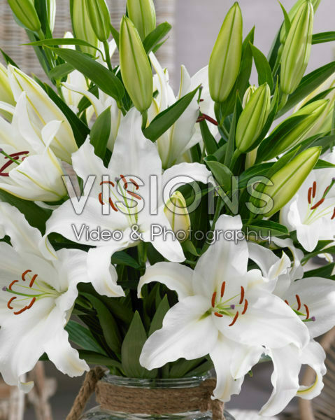 Lilium Castellani Lilium Castellani