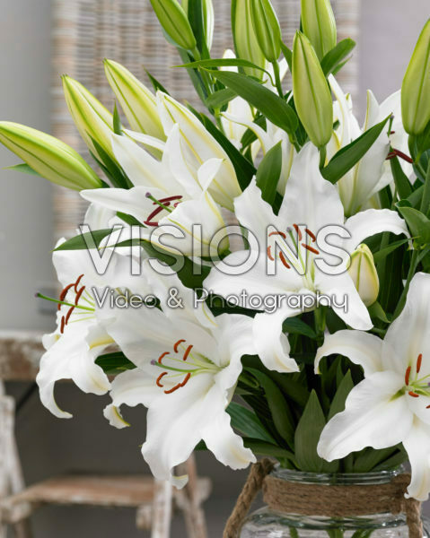 Lilium Castellani