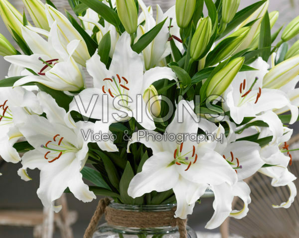 Lilium Castellani Lilium Castellani