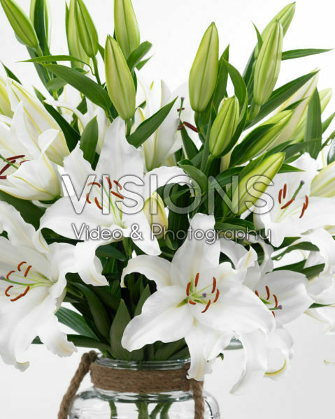 Lilium Castellani Lilium Castellani