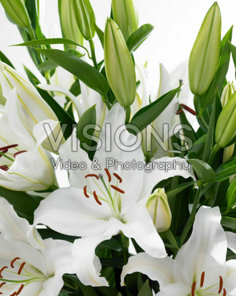 Lilium Castellani Lilium Castellani