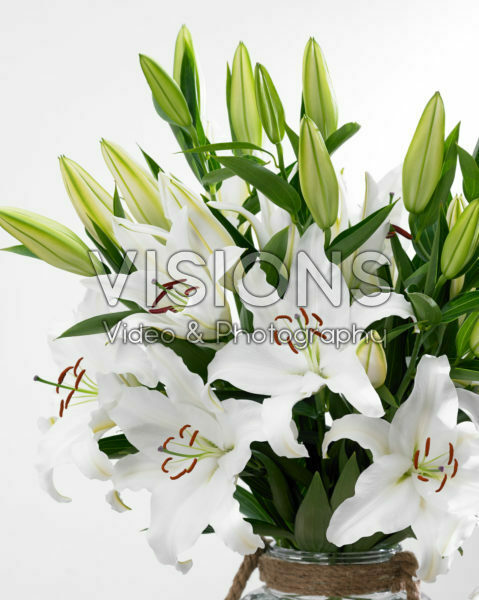 Lilium Castellani Lilium Castellani