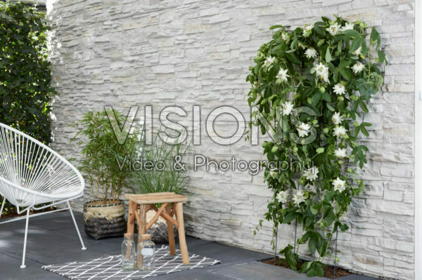 Passiflora Snow Queen Passiflora Snow Queen