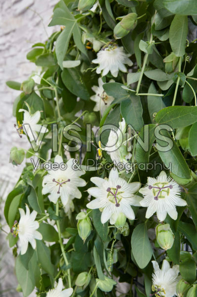 Passiflora Snow Queen Passiflora Snow Queen