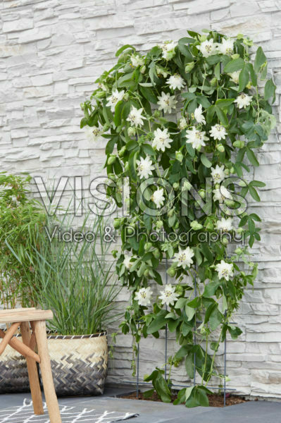 Passiflora Snow Queen
