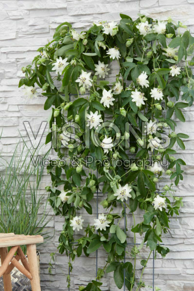 Passiflora Snow Queen