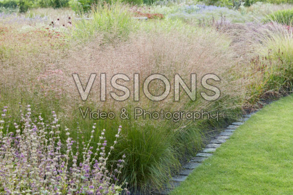 Calamagrostis brachytricha Calamagrostis brachytricha