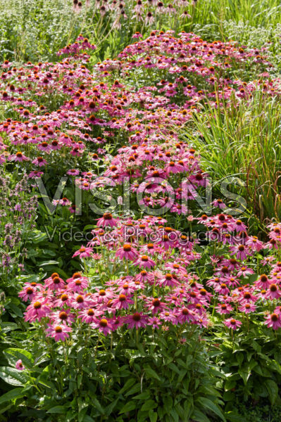 Echinacea Echinacea