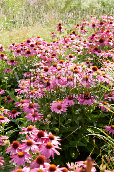 Echinacea Echinacea