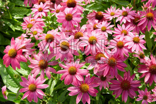Echinacea Echinacea