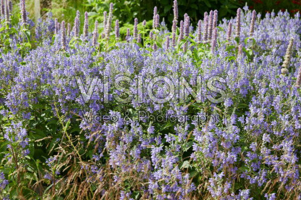 Scutellaria incana Scutellaria incana