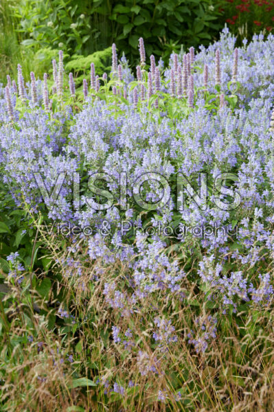 Scutellaria incana Scutellaria incana