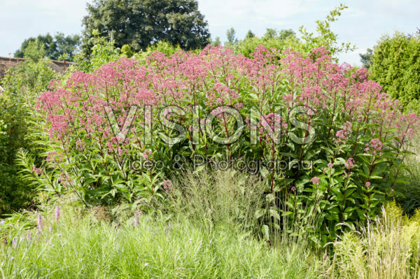 Eupatorium maculatum Riesenschirm