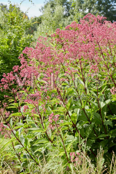 Eupatorium maculatum Riesenschirm Eupatorium maculatum Riesenschirm